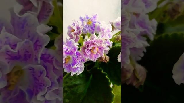 НД-Шалфей смотреть онлайн