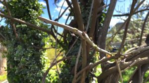 Глициния. Как сформировать дерево из лианы