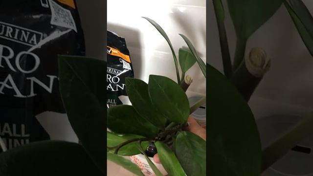 Замиокулькас. Долларовое дерево. Ч.1-1. Размножение в воде смотреть онлайн