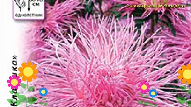 Астра китайская Кассиопея. Краткий обзор, описание характеристик Callistephus Chinensis