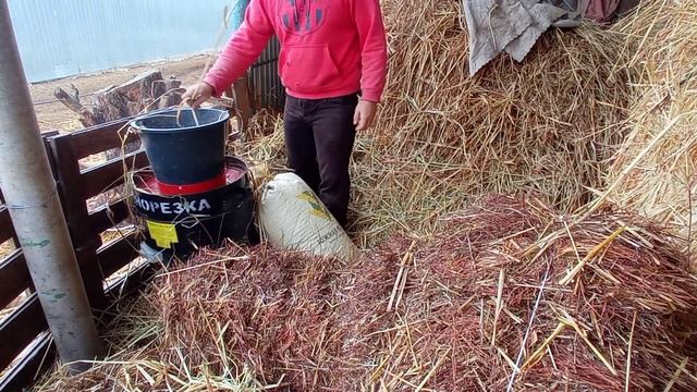 Купил сенорезку, пробуем первый запуск, как едят быки дробленое сено? смотреть онлайн