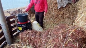 Купил сенорезку, пробуем первый запуск, как едят быки дробленое сено?