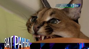 «За гранью»: «Каракал украл жену» | Выпуск от 19 июня 2023 года