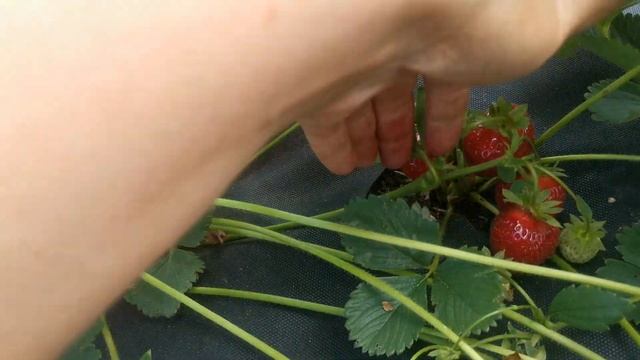 Земляника Флоренция (Флоренс). Отличный сорт!!! смотреть онлайн