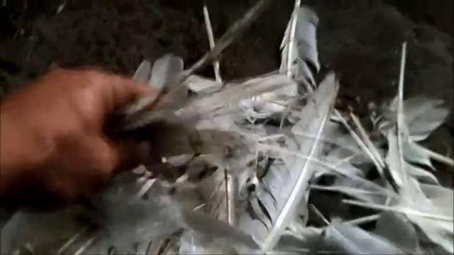 Кальций из пера птицы.mp4 смотреть онлайн