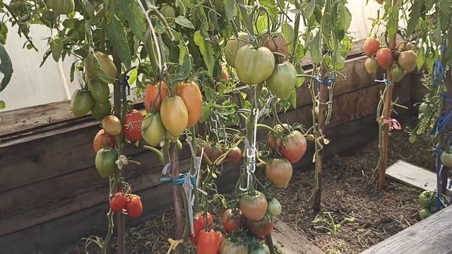 Сибирь. Обзор и дегустация томата Солдатово. смотреть онлайн