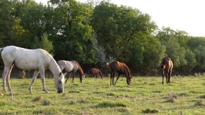 Кобыла в охоте, жеребец Кнут начеку