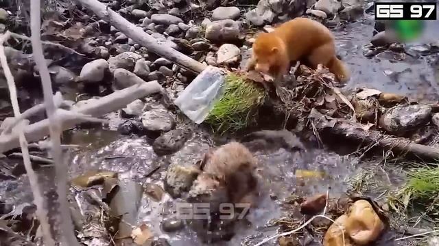 30 Dogs Trying To Save You Being Swallowed By A Python, What Will Happen Next? | Wild Animals