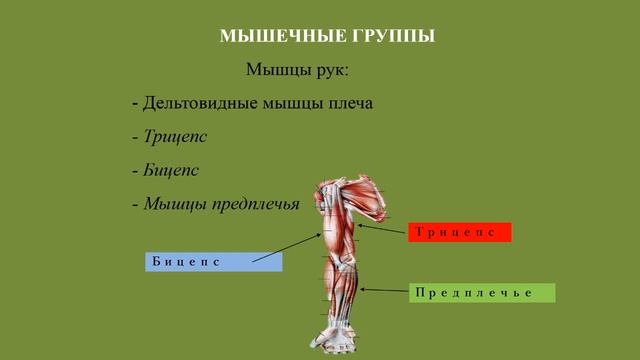 Двигательные качества. Сила. Часть №1 смотреть онлайн