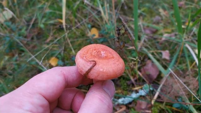 Волнушка розовая (Lactarius torminosus). Как выглядит гриб на месте произрастания. смотреть онлайн