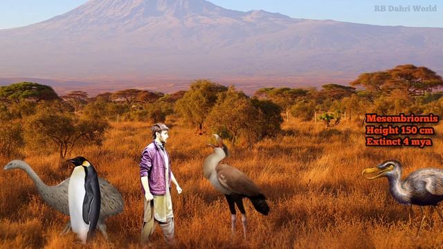 GIANT FLIGHTLESS BIRDS - Size comparison. смотреть онлайн