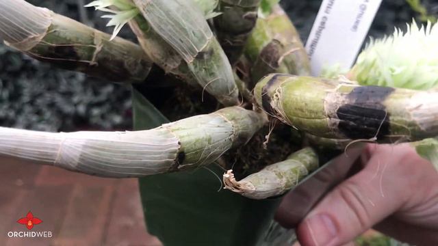OrchidWeb - Dendrobium capituliflorum смотреть онлайн
