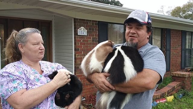 Milton couple owns pet skunks смотреть онлайн
