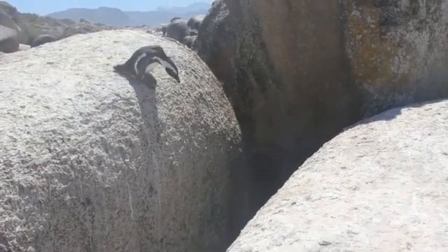 пингвин прыгает на камушек смотреть онлайн