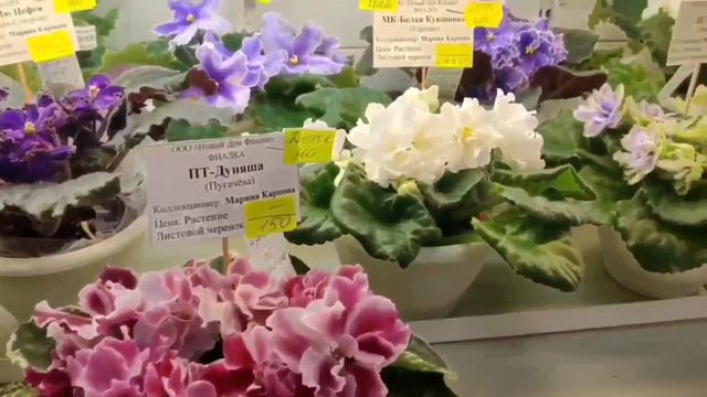 #866.Москва#Выставка Фиалок/ декабрь/Новинки/Дом Фиалки.19.12.22. смотреть онлайн