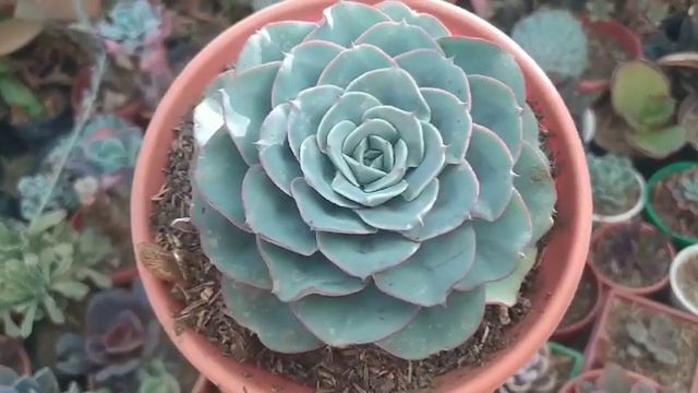 Echeveria Atlantis, Cumpliendo un reto смотреть онлайн