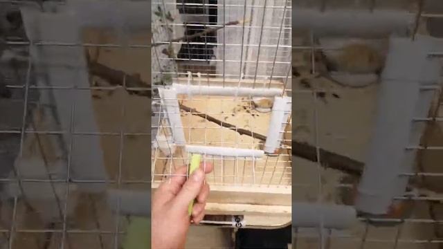 Как сделать клетку для попугая смотреть онлайн