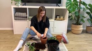 Разговорная Пересадка Новых Растений. Филодендрон Сканденс. Филодендрон Бразилия. Эпипремнум Энджой