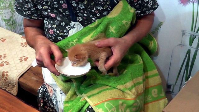 ВЕЧЕРНЯЯ УПРАВА НА БЕЛОЙ КОЗЕ