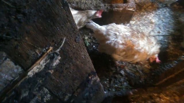 Натуральный белок для кур несушек. Увеличиваем яйценоскость кур. Кормлю кур улитками и червяками. смотреть онлайн