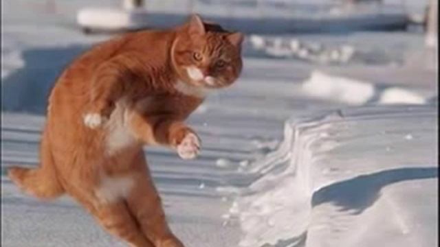 Коты фото приколы смотреть онлайн