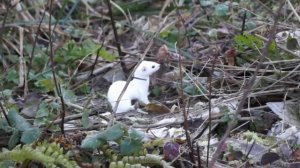 Лекция про ласку и горностая