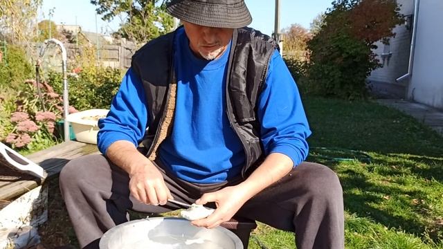 Обработка млечных грибов смотреть онлайн