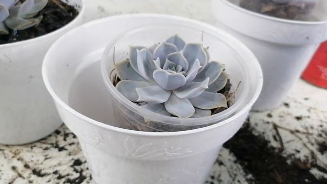 echeveria lilacina cuidados y reproduccion donsuculento смотреть онлайн