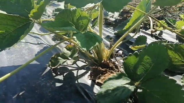 Клубника сенсация, альба и обработка гербицидами 2020 смотреть онлайн