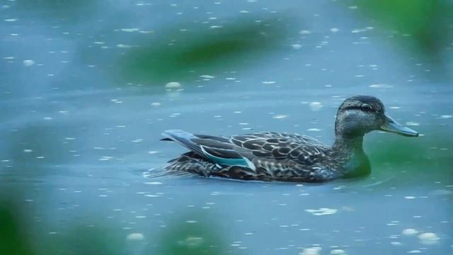 Птицы в Осинской лесной даче. смотреть онлайн