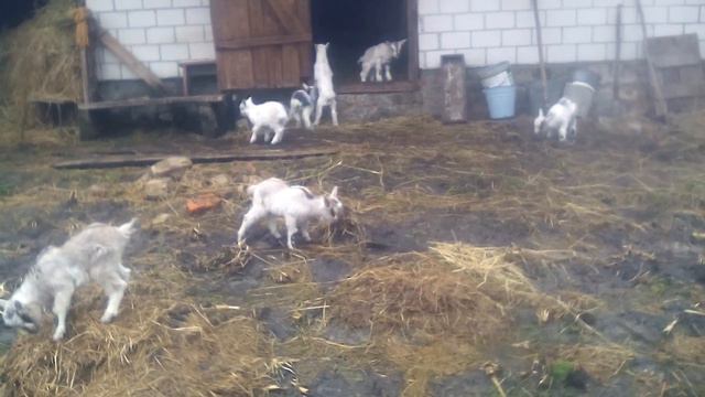 Козлята на следующий день после похолодания.