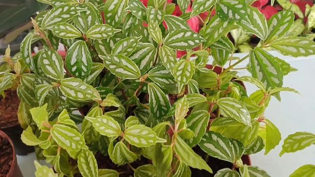 Care Tips , Leaf And Stem Propagation of Pilea Cadierei/Alluminium Plant смотреть онлайн
