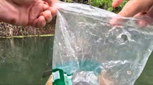 Проверяю ловушки на креветок, плаваю на бамбуковом плоту. Филиппины 2023