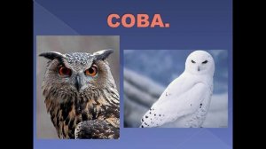 Презентация День птиц