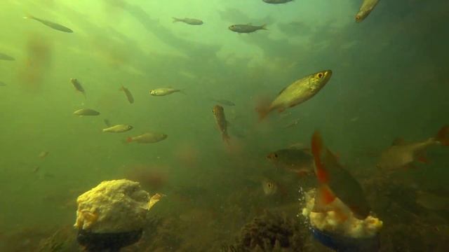Анисовое масло - реакция рыбы,стоит ли добавлять,подводная съемка смотреть онлайн