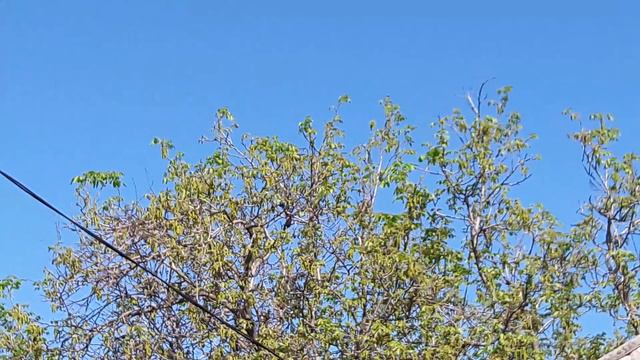 СБЕЖАЛ, 🐦ПОПУГАЙ- НЕРОЗЛУЧНИК💔 смотреть онлайн