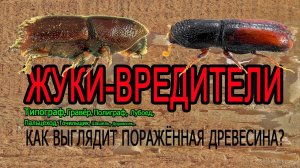 Как выглядит древесина, пораженная жуком-вредителем How wood is attacked by a pest beetle