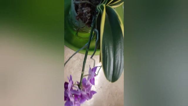 МОИ ЦВЕТУЩИЕ ОРХИДЕИ! ОБЗОР! Часть 2 смотреть онлайн