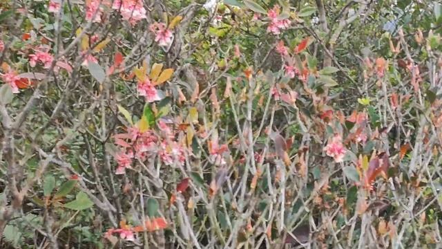 #Flower Chaser! #Chinese New Year Flower or Enkianthus Quinqueflorus, Luk Wu Country Trail Part1 смотреть онлайн