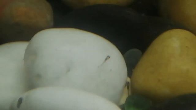 Ротаны в аквариуме, месяц. Нерест и мальки. смотреть онлайн