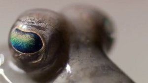 История за 90 секунд