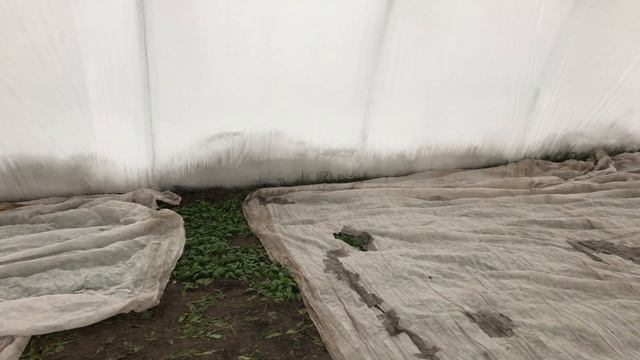 Погоды нет, товар растет ! Неотапливаемая теплица для зелени и овощей смотреть онлайн