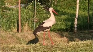 "Жизнь на пенсии".. Начинаю делать первые заготовки ☘️.