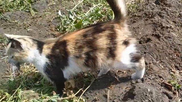 Кошка поймала мышь на огороде смотреть онлайн