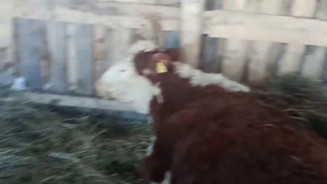 Март.Почти Весна.Герефорды.17 отелов.Пол пути пройдено.