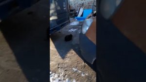 Газель некст не заводится