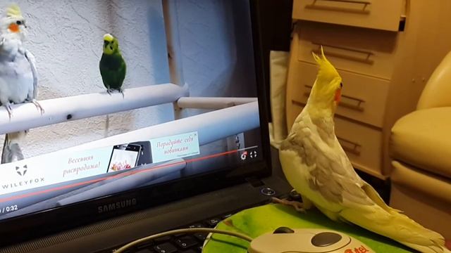 Приручение кореллы смотреть онлайн