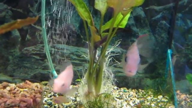 Сом мешкожаберный - Heteropneustes fossilis смотреть онлайн
