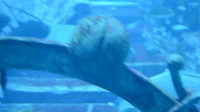 Aтлантис Дубай океанариум часть 3/Atlantis Dubai Aquarium Part 3 смотреть онлайн
