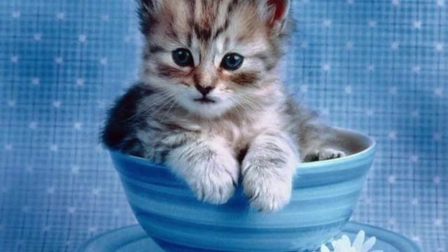 КОШКА А Бродский st Werema54 смотреть онлайн
